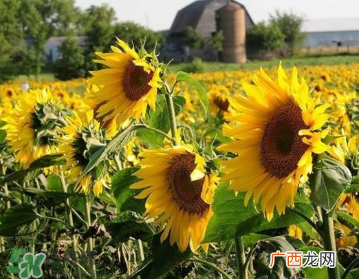 夏天可以种向日葵吗？向日葵夏天能种吗？