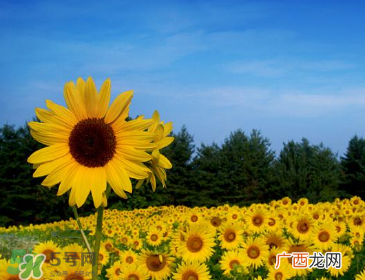 夏天可以种向日葵吗？向日葵夏天能种吗？