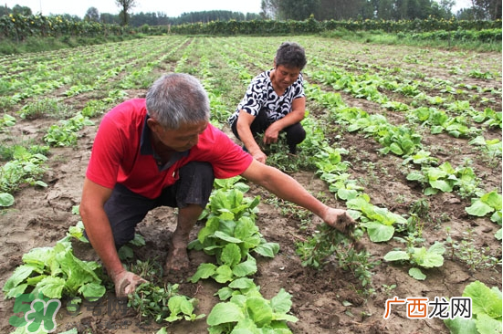 夏天可以种什么蔬菜？夏天适合种什么蔬菜？