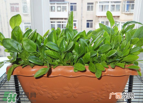 夏天可以种什么蔬菜？夏天适合种什么蔬菜？