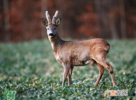 夏天可以吃鹿茸吗？夏天吃鹿茸会怎么样？