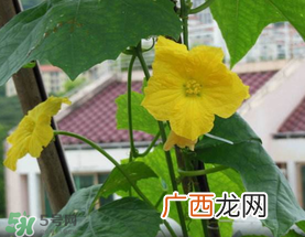 六月份能种丝瓜吗?丝瓜几月份种植?