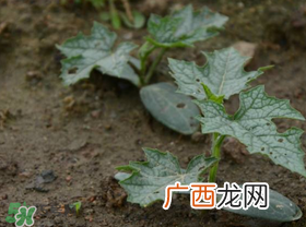 六月份能种丝瓜吗?丝瓜几月份种植?