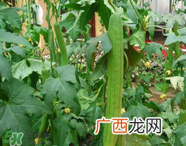六月份能种丝瓜吗?丝瓜几月份种植?