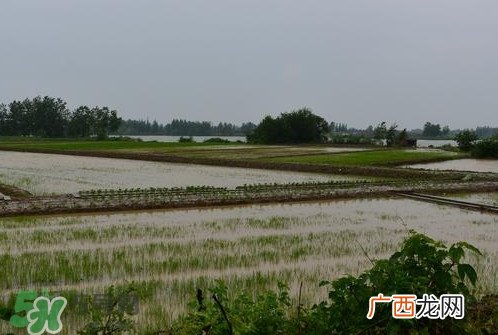 入梅是什么意思？出梅是什么意思