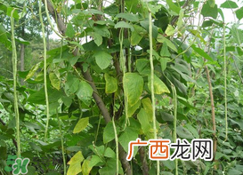 7月份可以种豆角吗？豆角几月份种？