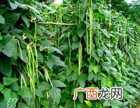7月份可以种豆角吗？豆角几月份种？