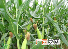 7月份可以种玉米吗？7月份种什么玉米？