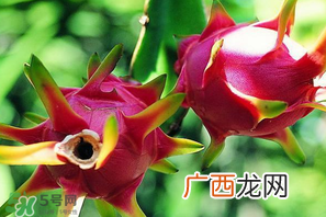 七月份可以种火龙果吗？火龙果什么时候种植？
