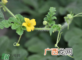 七月份可以种西瓜吗？7月份可以种西瓜吗？