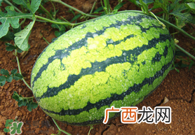 七月份可以种西瓜吗？7月份可以种西瓜吗？