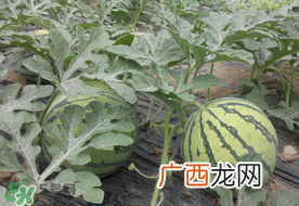 七月份可以种西瓜吗？7月份可以种西瓜吗？
