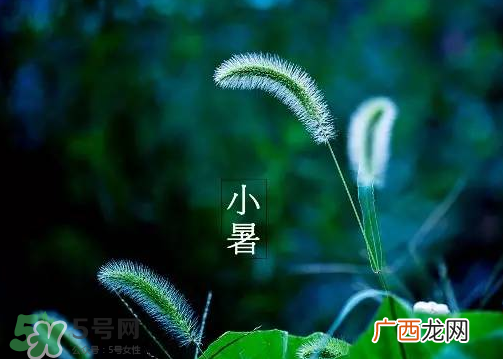 小暑是头伏吗？小暑是初伏吗？