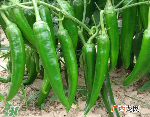 7月份可以种辣椒吗？7月播辣椒种多长时间能栽？