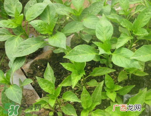 7月份可以种辣椒吗？7月播辣椒种多长时间能栽？