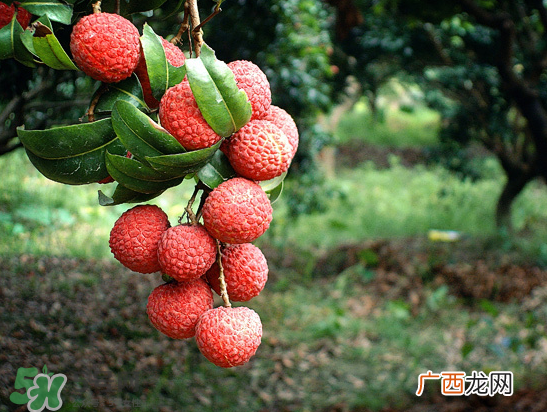 8月份还有荔枝吗？荔枝几月份下市？