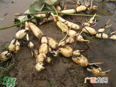 7月份能种莲藕吗？莲藕几月份种植？