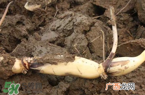 7月份能种莲藕吗？莲藕几月份种植？