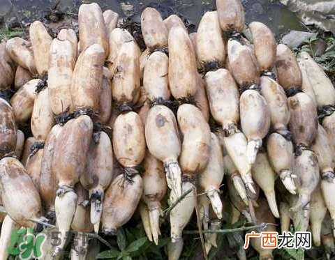 7月份能种莲藕吗？莲藕几月份种植？