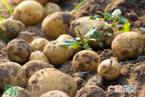 7月份能种土豆吗？土豆7月怎样种植？