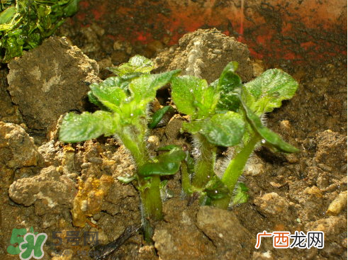 7月份能种土豆吗？土豆7月怎样种植？