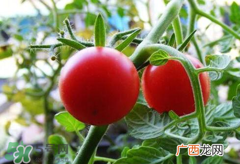 七月份能种西红柿吗？七月份大棚能种番茄吗？