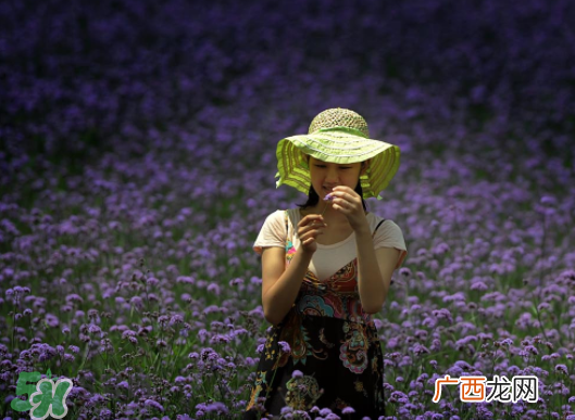 七月份还有薰衣草吗？7月份还有薰衣草吗？