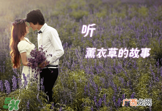 七月份还有薰衣草吗？7月份还有薰衣草吗？