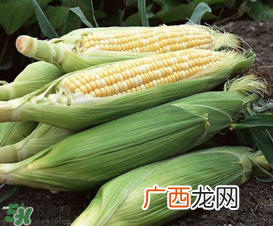 六月份可以种玉米吗？六月份种玉米晚吗？