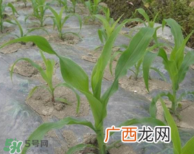 六月份可以种玉米吗？六月份种玉米晚吗？