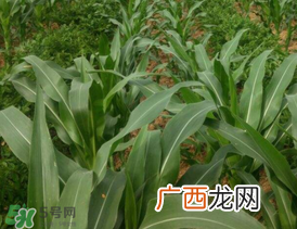 六月份可以种玉米吗？六月份种玉米晚吗？