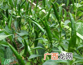 六月份可以种辣椒吗？辣椒几月份播种？