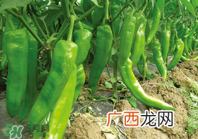六月份可以种辣椒吗？辣椒几月份播种？