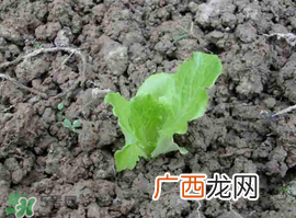 六月份可以种生菜吗？夏天可以种生菜吗？