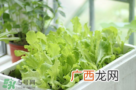 六月份可以种生菜吗？夏天可以种生菜吗？