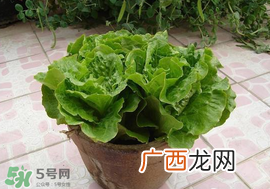 六月份可以种生菜吗？夏天可以种生菜吗？