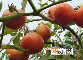 芒种吃什么水果？芒种吃什么水果好？