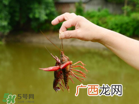 钓龙虾用什么肉？钓龙虾用什么肉是最厉害的？