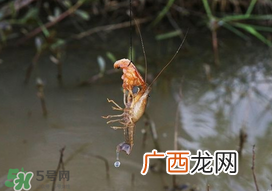 钓龙虾用什么肉？钓龙虾用什么肉是最厉害的？