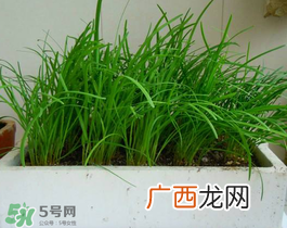 6月份能种韭菜吗？ 6月份能种韭菜种子吗？