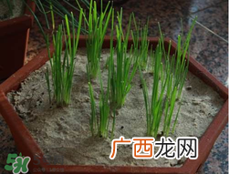 6月份能种韭菜吗？ 6月份能种韭菜种子吗？