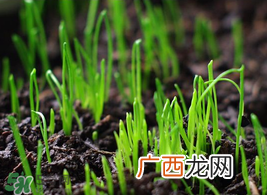 6月份能种韭菜吗？ 6月份能种韭菜种子吗？