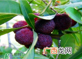 七月份还有杨梅吗？7月份杨梅哪里有？
