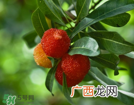 七月份还有杨梅吗？7月份杨梅哪里有？