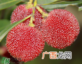 七月份还有杨梅吗？7月份杨梅哪里有？