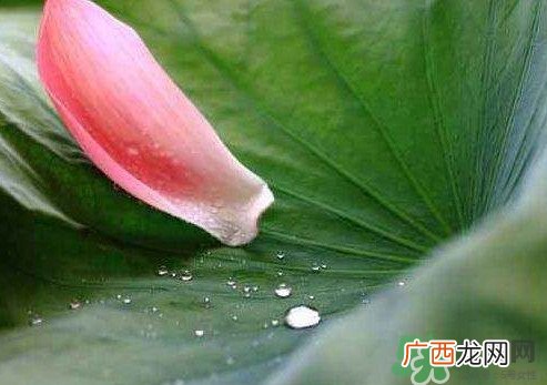 三伏天是什么意思？三伏天在饮食上要注意些什么
