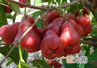 6月份有什么水果？6月份有哪些水果？