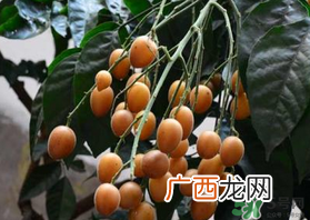 6月份有什么水果？6月份有哪些水果？