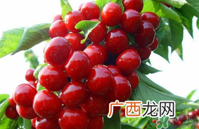 6月份还有樱桃吗？樱桃6月份还有吗？