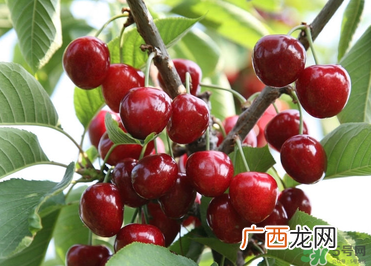 6月份还有樱桃吗？樱桃6月份还有吗？